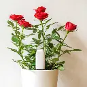H7b27aa416d6348e7ac4e2daed717205.webp