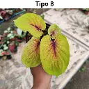 4.webp