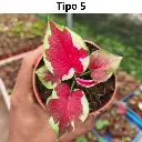 7.webp