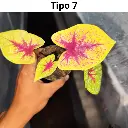 5.webp