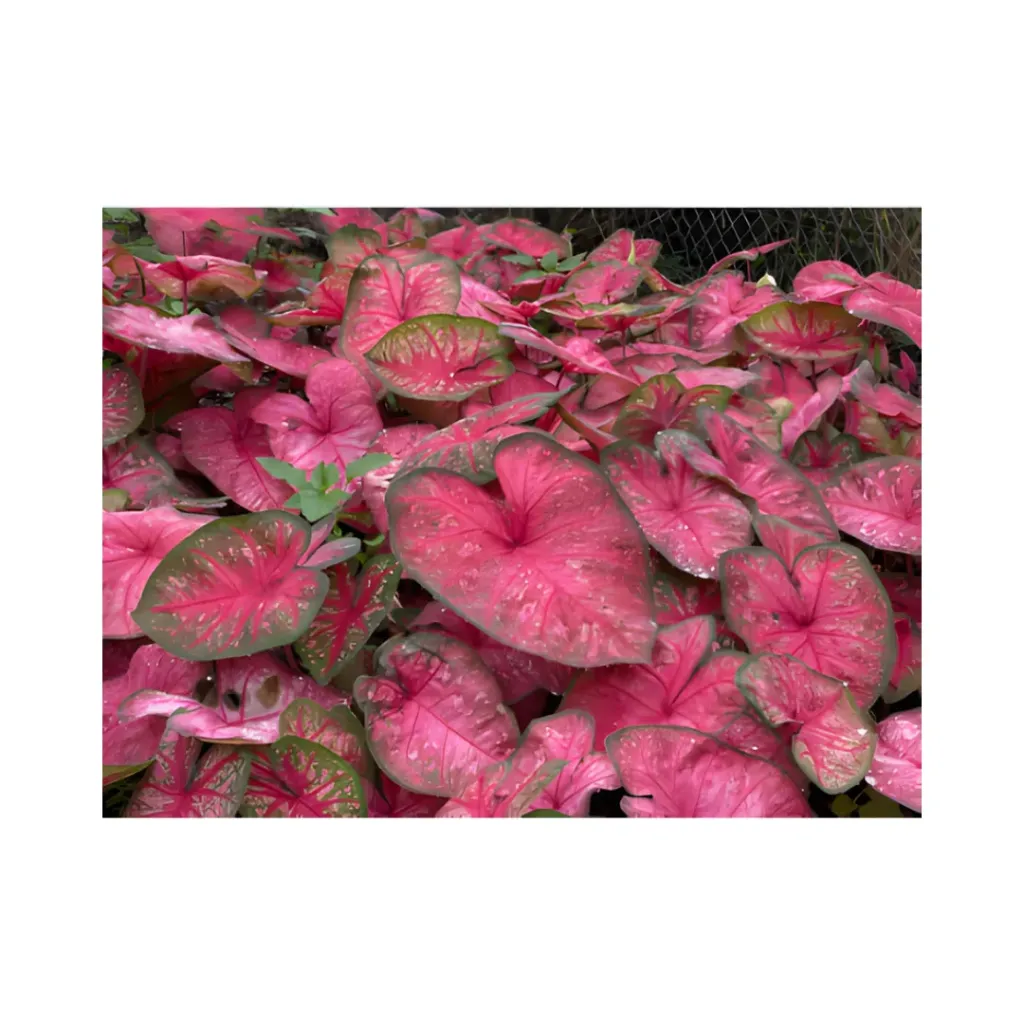 [HORCLAKITCALADIUMSEXOTICOS] Kit premium de 11 Caladiums  exóticos – Variedades  coleccionables