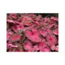 Kit premium de 11 Caladiums  exóticos – Variedades  coleccionables